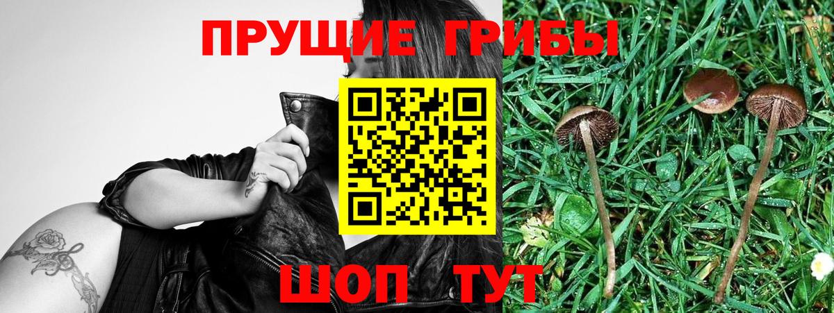 Галлюциногенные грибы Psilocybe Красный Сулин